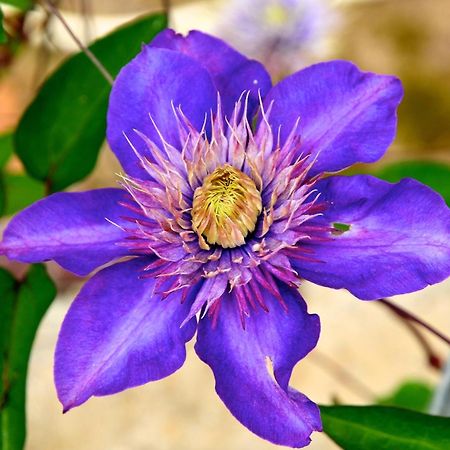 Le Rose Villa San Biagio della Cima ภายนอก รูปภาพ