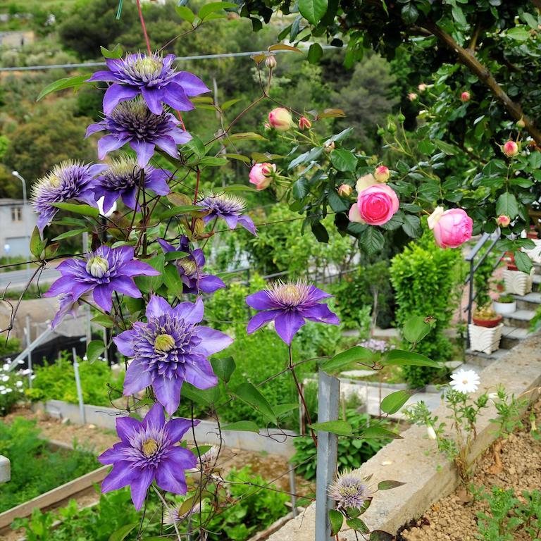 Le Rose Villa San Biagio della Cima ภายนอก รูปภาพ