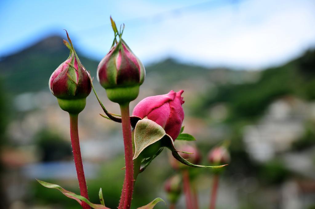 Le Rose Villa San Biagio della Cima ภายนอก รูปภาพ