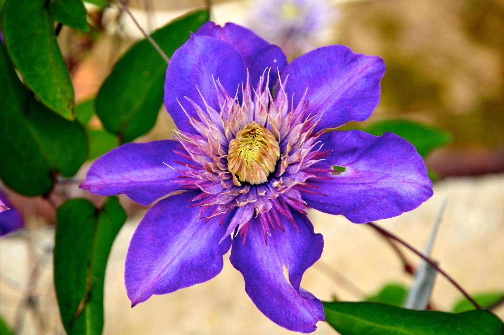 Le Rose Villa San Biagio della Cima ภายนอก รูปภาพ