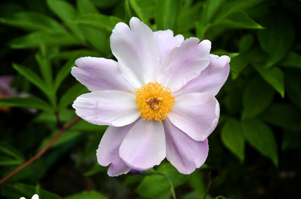Le Rose Villa San Biagio della Cima ภายนอก รูปภาพ