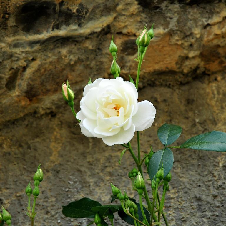 Le Rose Villa San Biagio della Cima ภายนอก รูปภาพ