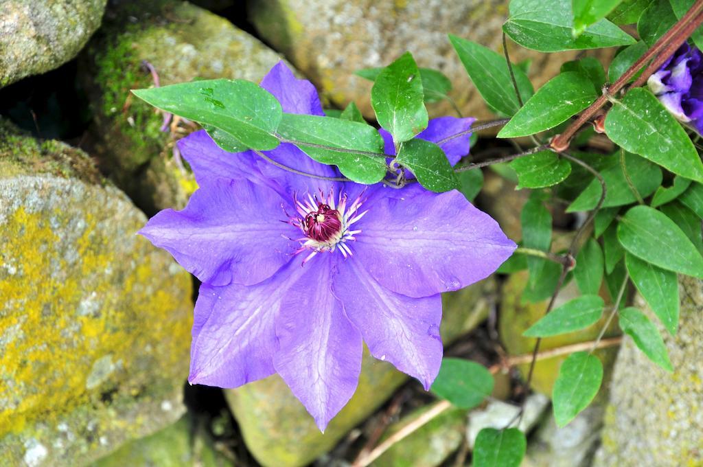 Le Rose Villa San Biagio della Cima ภายนอก รูปภาพ