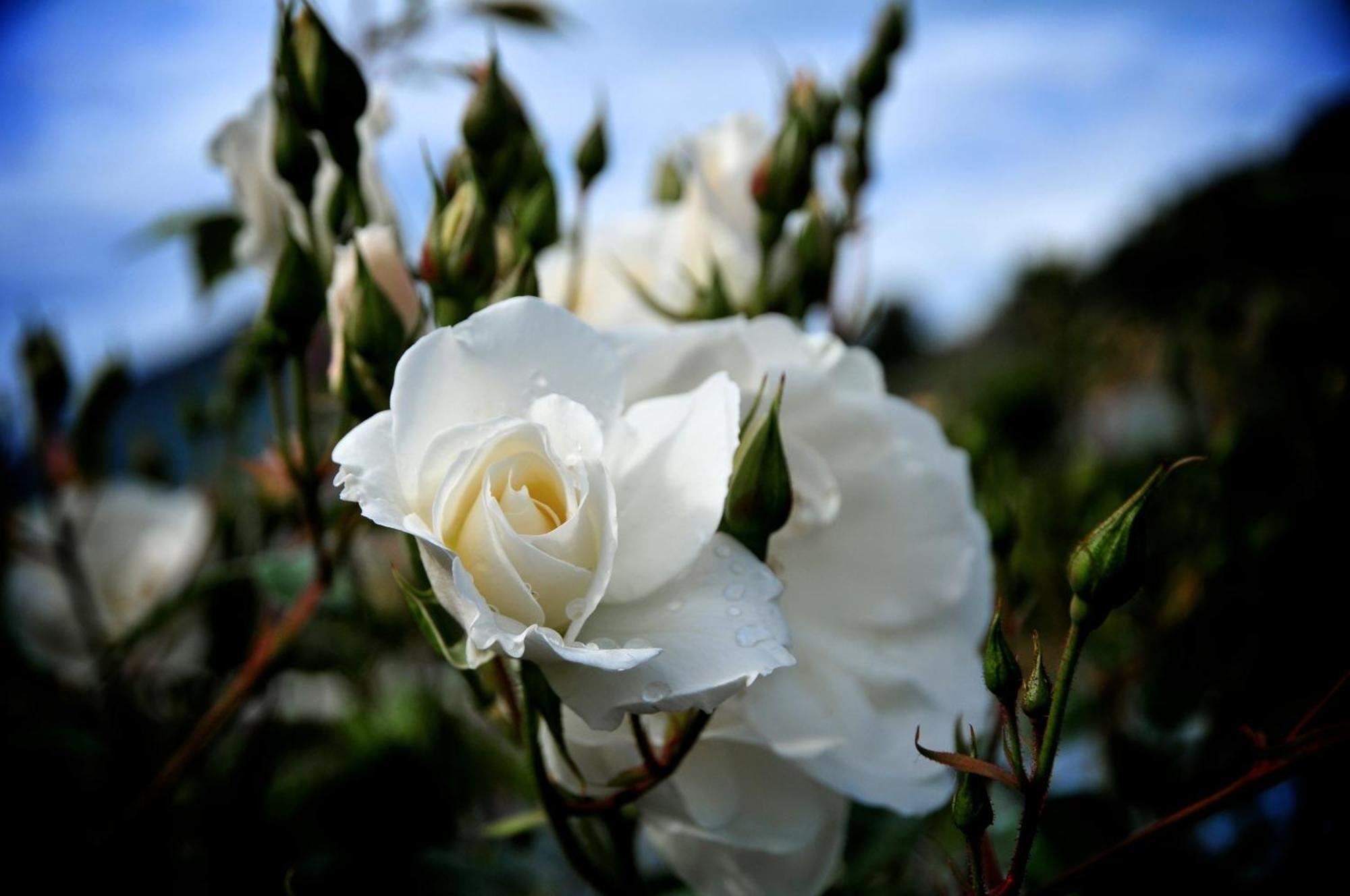 Le Rose Villa San Biagio della Cima ภายนอก รูปภาพ