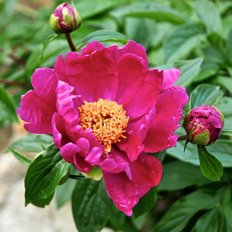 Le Rose Villa San Biagio della Cima ภายนอก รูปภาพ